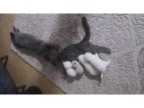 Yavru scottish fold