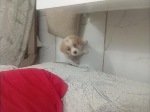 Cavalier king charles safkan köpeğimiz