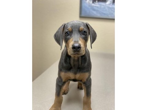 Sağlık ve ırk garanti doberman