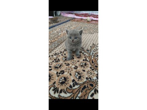 British shorthair badem şekeri ve çekirdek