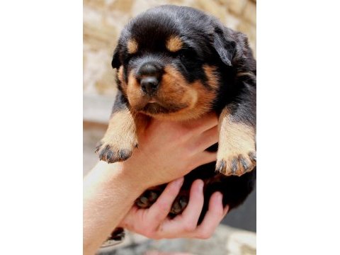 2 aylık rottweiler yavrularım