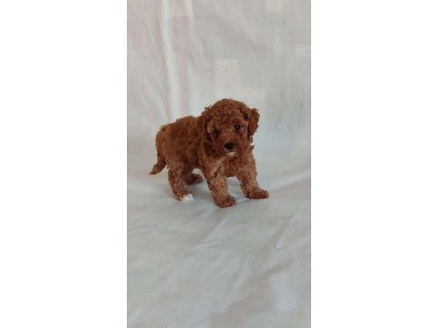 Orjinal toy poodle