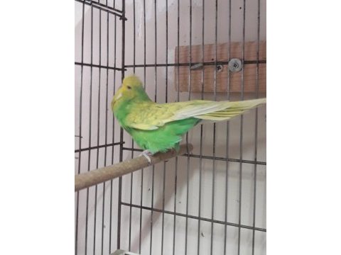 Show jumbo ve jumbo muhabbet kuşu dişiler