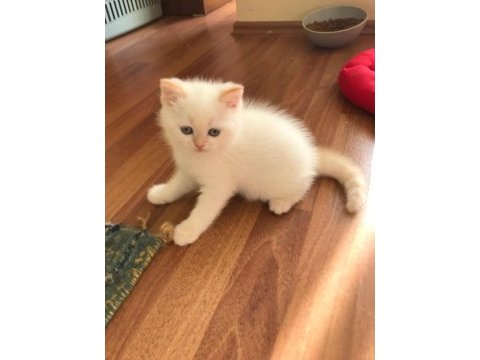 Evinizin neşesi olacak sarışın scottish yakışıklılar