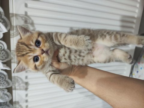 1 aylık scottish fold ve straight yavrular