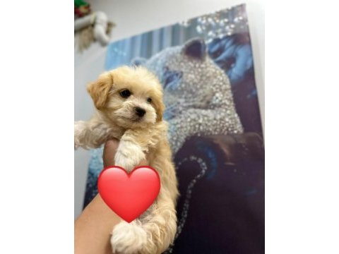 Maltipoo yavrum 55 günlük