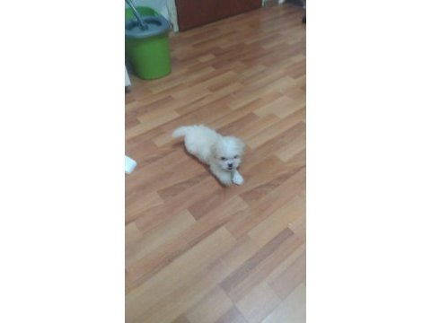 Yeni yavru köpekler sahiplerini bekliyorlar