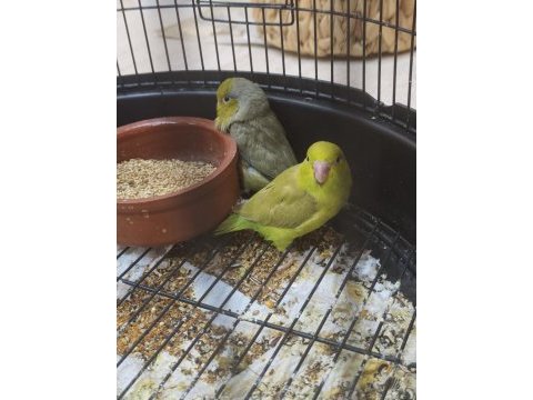 El besleme bebekler yeme düştü forpus