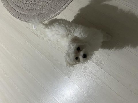 Orijinal maltese