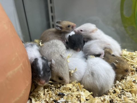 Bebek yavru ve yetişkin suriye -gonzeles hamsterlar