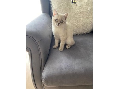 British shorthair