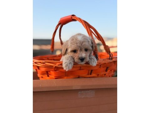 Erkek 0 numara maltipoo yavrumuz