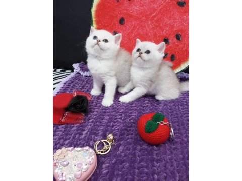 Safkan silver shaded 2 ve 3 aylık kediler catteryden