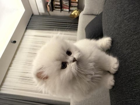 2 aylık acil scottish fold