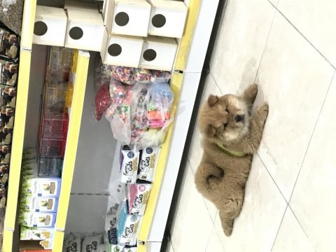 Bebek cin aslanı