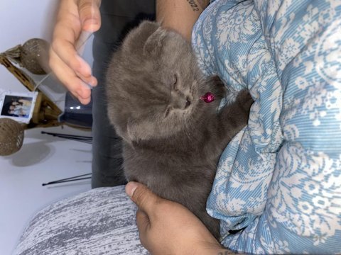 British shorthair kedi