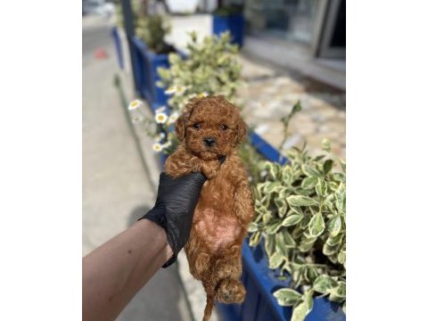 Kore poodle yavrularımız