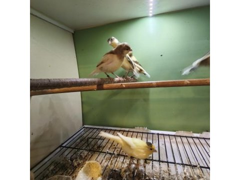 Yavru malta kanaryalar