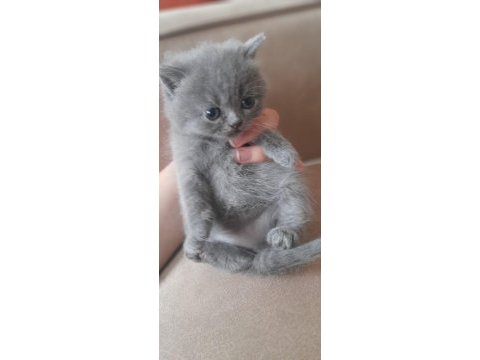 Anne persian baba chinchilla