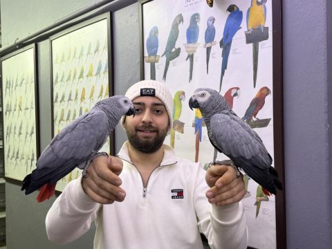 200 kelime konuşan full eğitimli jako papağanı