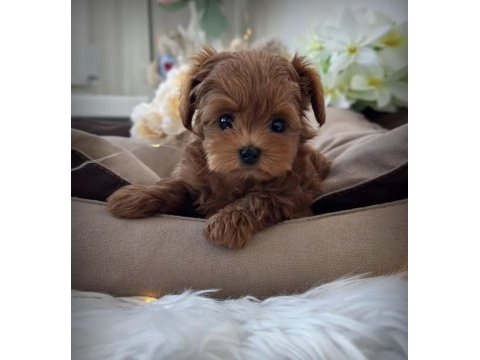 Kore maltipoo yavruları