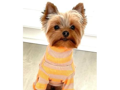 Teacup erkek yorkshire terrier
