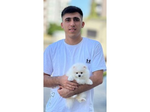 Mersininin seçkin yavru pomeranian köpekleri