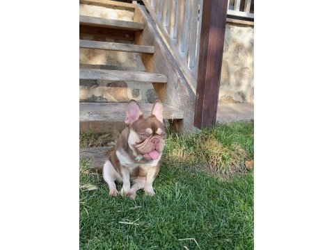 Yetişkin kaliteli french bulldog eğitimli