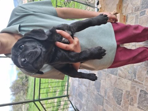 Orjinal uygun cane corso