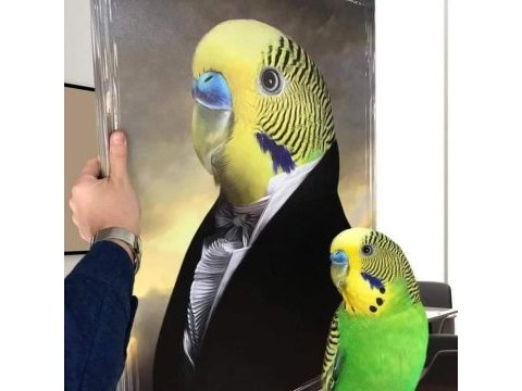 Yeni sahibini bekleyen yavrular rainbov jumbo karışık