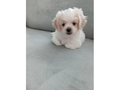 Kar topu yavru köpekler teslime hazır