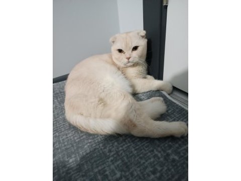 Susam tanesi scottish fold erkek