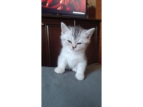 3 aylık british shorthair yavrularımız yuvasını arıyor