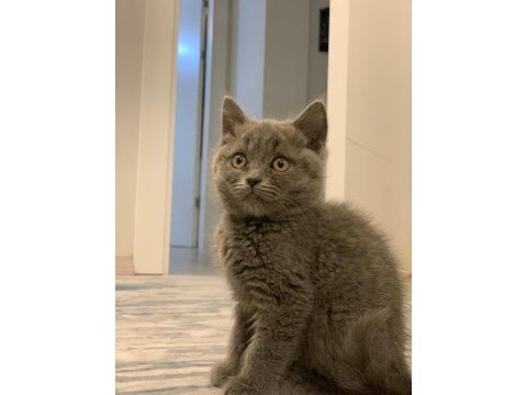 British shorthair kedi yavrusu