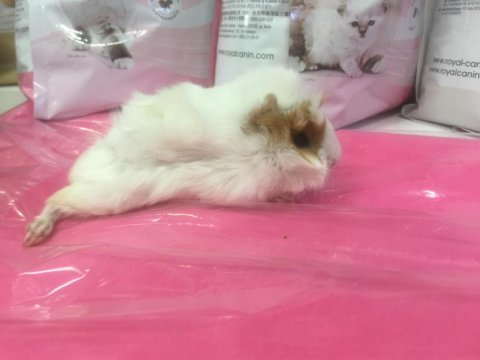 Guineapig bebekler gelmiştir