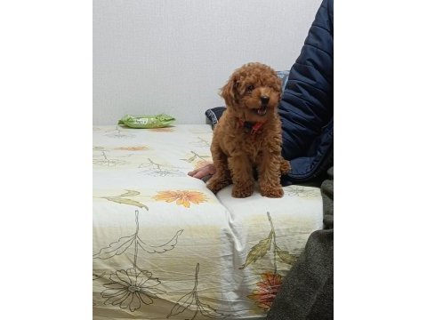 Toy poodle bebeklerimiz
