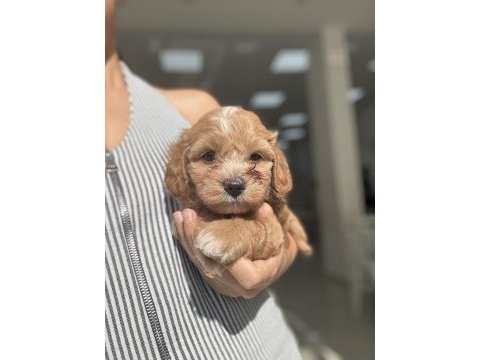 Yakışıklı maltipoo miniş