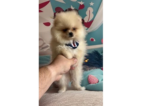 Orjinal ırk garantili pomeranian boo antalya