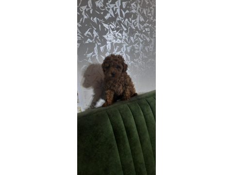 Bu poodle güzellik kaçmaz