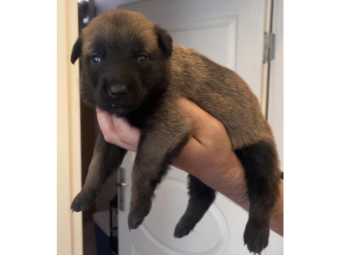 Safkan ırk garantili malinois köpekler