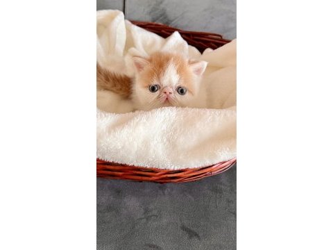 Şampiyon snoopy babanın snoopy exotic shorthair kızı