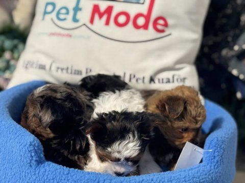 Petmode köpek çiftliğinde ziyarete açık morkie