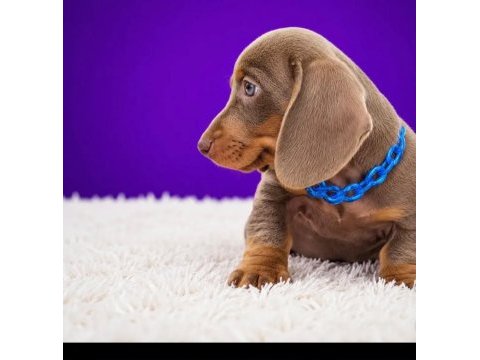 Özel üretim miniature dachshund yavrular