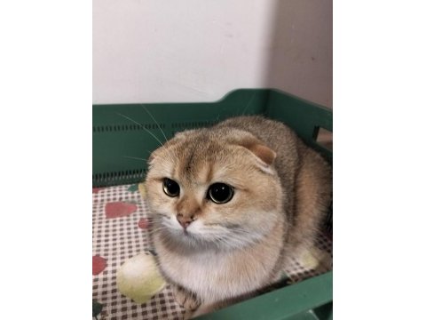 Safkan yeşil gözlü kedimiz yeni yuvasını arıyor