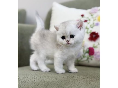 Mükemmel kalite silver ns11 british shorthair kedisi