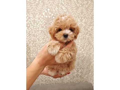 Kore maltipoo
