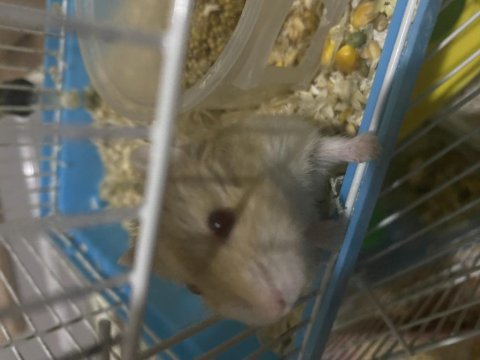Ücretsiz hamster