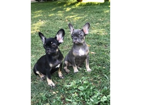 French bulldog prensesler