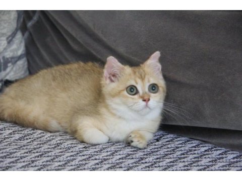 Güneşin en açık rengi scottısh dişi 