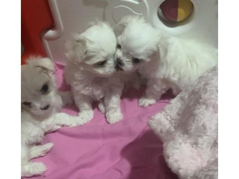 50 günlük kif a seçere maltese bebekler